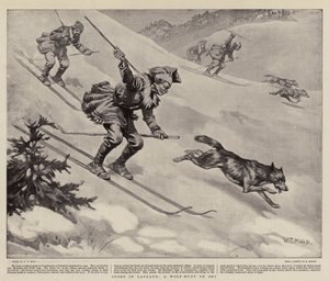 Sport en Laponie, une chasse au loup à ski
